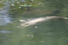 20170619102051_IMG_1239