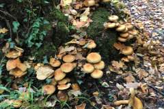 FB_IMG_1675341030742